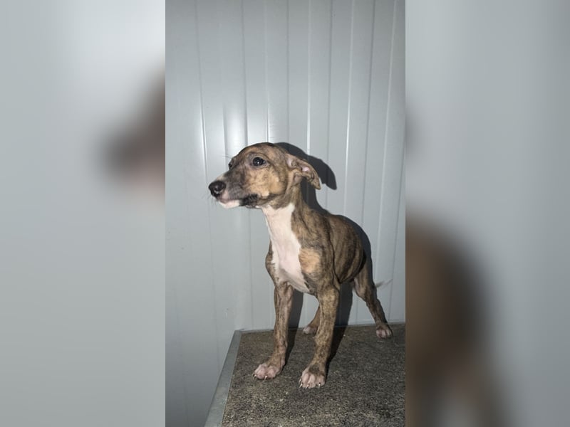 Pearl, gestromte Zuckerschnute sucht Zuhause