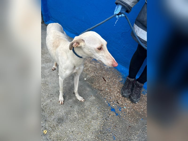 Frambuesa, Still, sensibel, voller Liebe