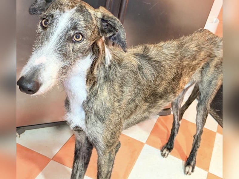 Lucas, Rauhaargalgo mit zartem Wesen