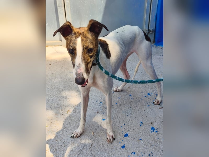 Valentina - junge Galgo-Hündin sucht ihr Zuhause