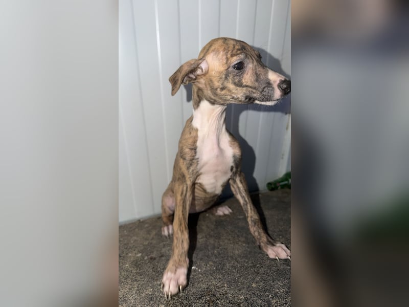 Pearl, gestromte Zuckerschnute sucht Zuhause