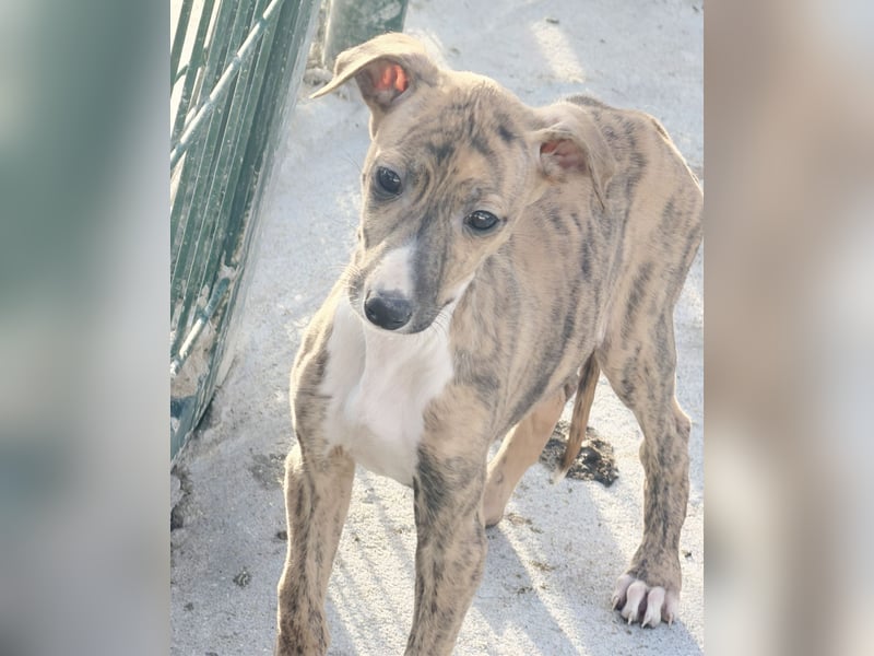 River, ein kleiner Sonnenschein sucht Geborgenheit