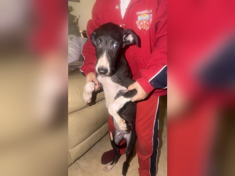 Danny, kleiner Galgo Bub sucht seine Herzensmenschen
