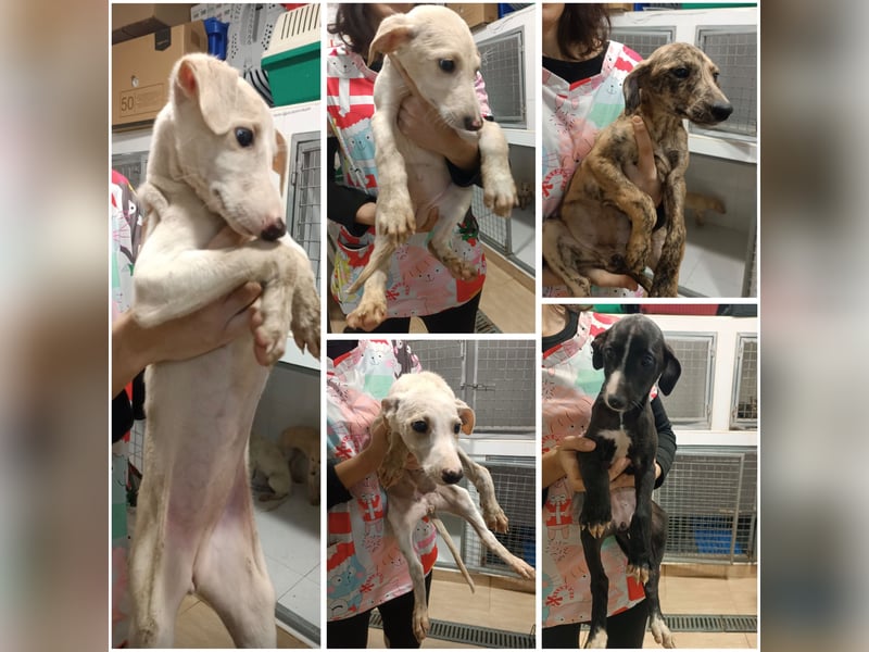 Estrella, zartes Galgokind sucht Zuhause