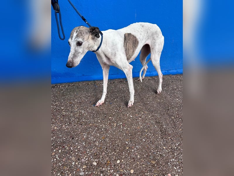 Penelope, zarte Langnase sucht ein sicheres Zuhause