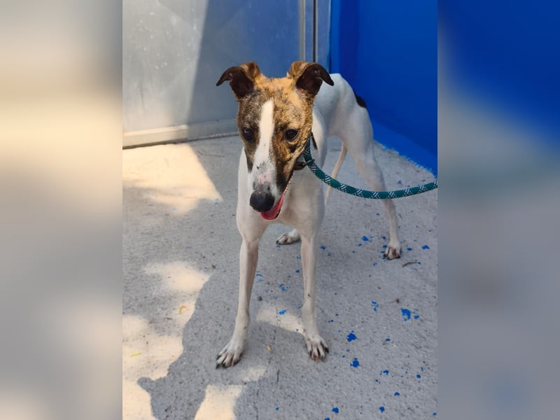 Valentina - junge Galgo-Hündin sucht ihr Zuhause