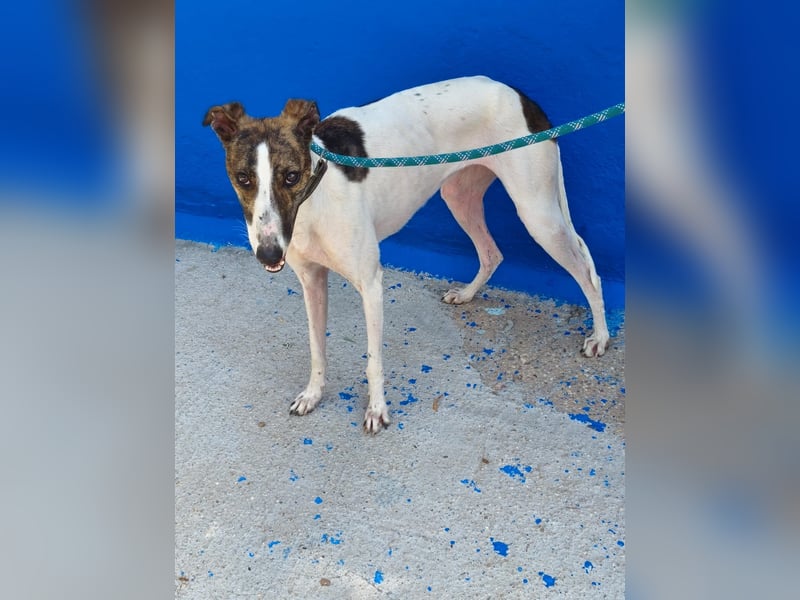Valentina - junge Galgo-Hündin sucht ihr Zuhause