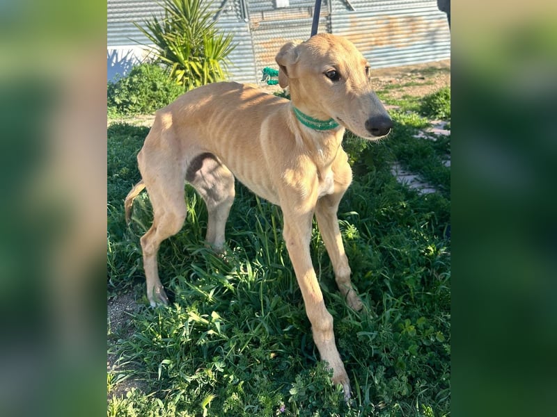 Goma - zarte junge Langnase sucht ihr Für-immer-Zuhause