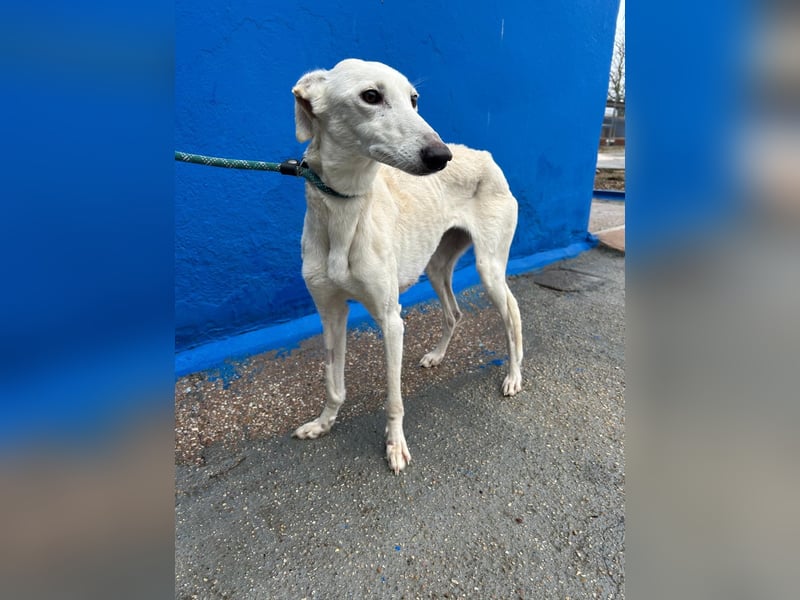 Bella, eine wunderschöne Galgo Prinzessin