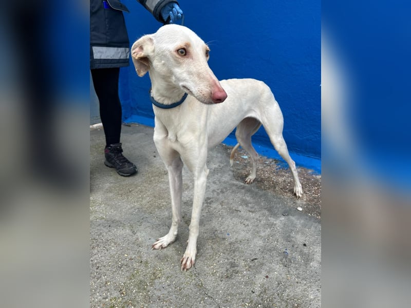 Frambuesa, Still, sensibel, voller Liebe