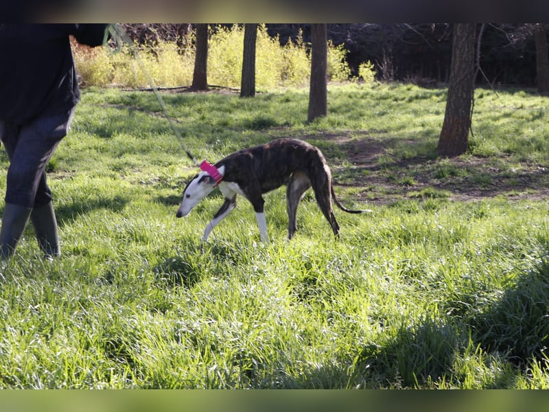Oreo, eine wunderschöne soziale Galga