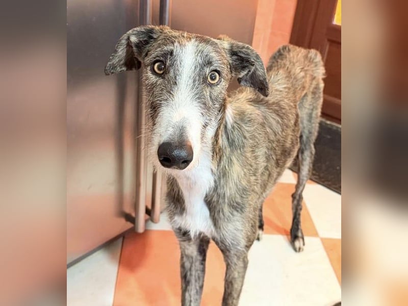 Lucas, ein Rauhaar Galgo sucht seine Menschen