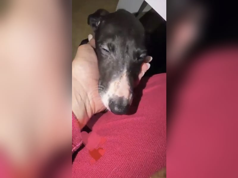 Danny, kleiner Galgo Bub sucht seine Herzensmenschen