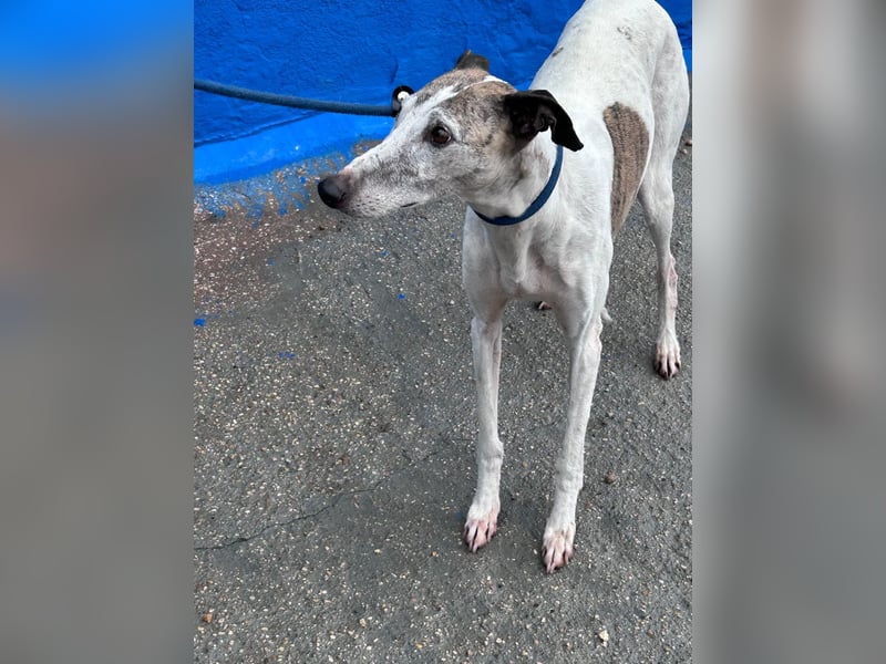 Penelope, zarte Langnase sucht ein sicheres Zuhause