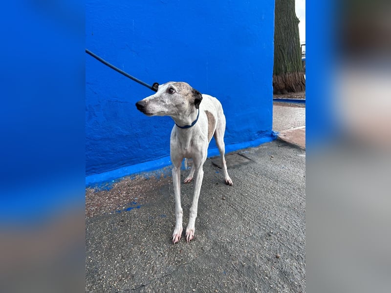 Penelope, zarte Langnase sucht ein sicheres Zuhause