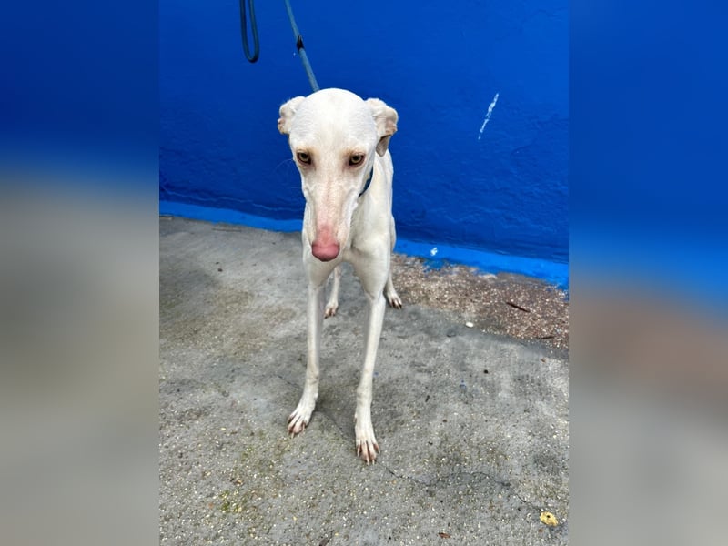 Frambuesa, Still, sensibel, voller Liebe