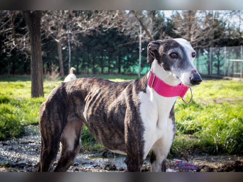 Oreo, eine wunderschöne soziale Galga