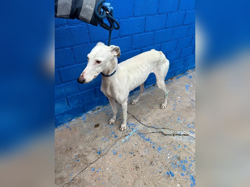 Cereza, Eleganz mit verletztem Herzen