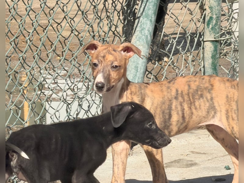 River, ein kleiner Sonnenschein sucht Geborgenheit