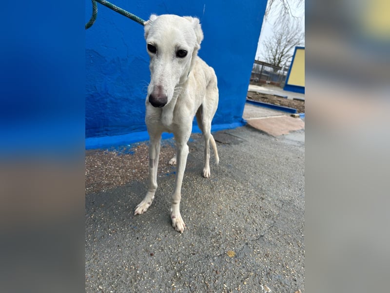 Bella, eine wunderschöne Galgo Prinzessin