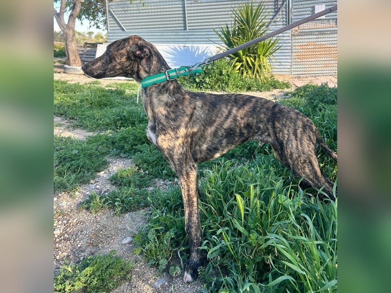 Boli -Junger gestromter Schönling sucht Geborgenheit, Nähe und Abenteuer