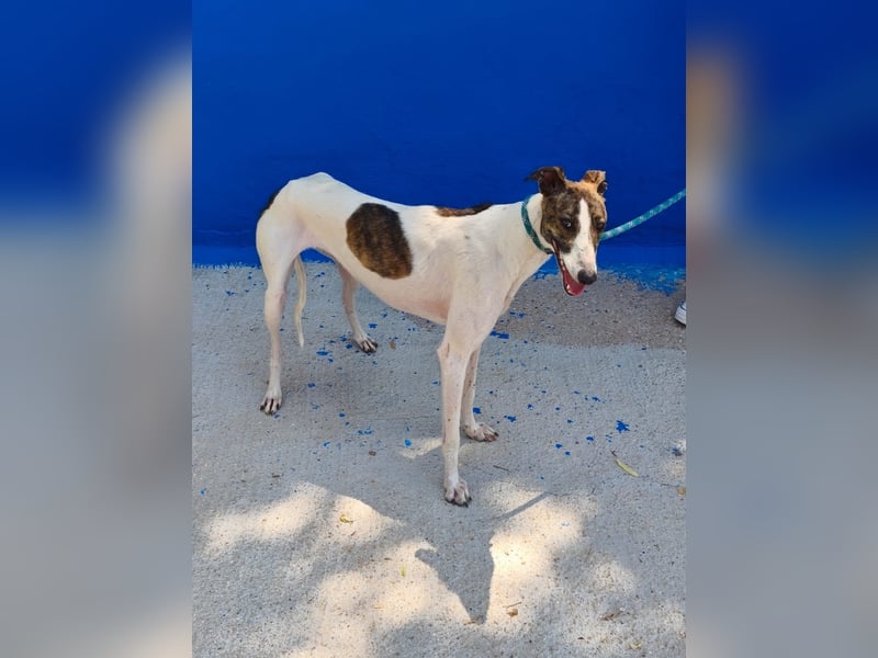 Valentina - junge Galgo-Hündin sucht ihr Zuhause