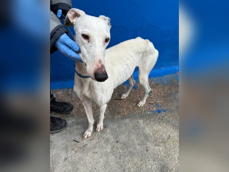 Cereza, Eleganz mit verletztem Herzen