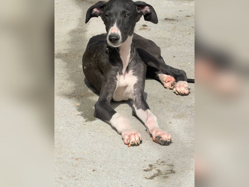 Danny, kleine Langnase sucht seine Familie