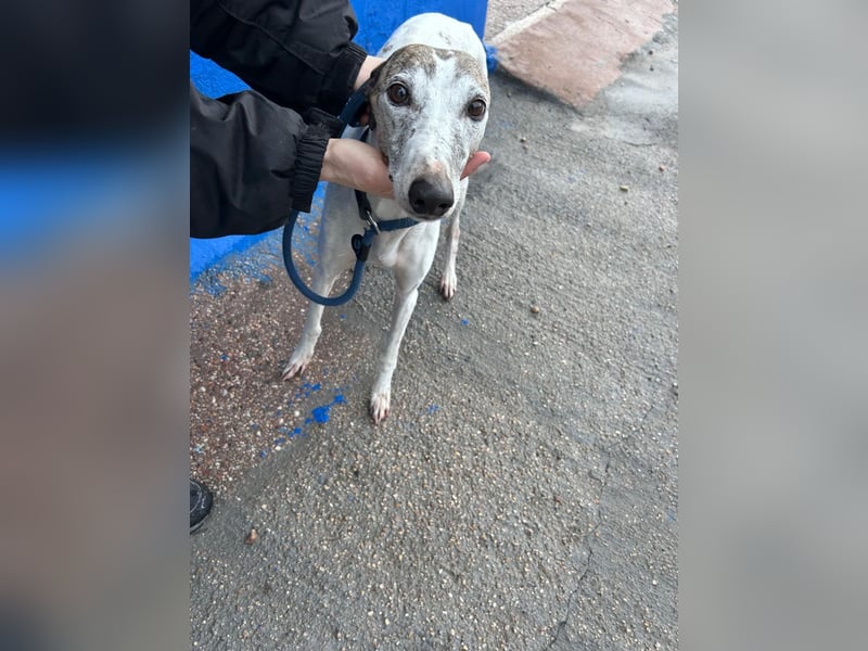 Penelope, zarte Langnase sucht ein sicheres Zuhause