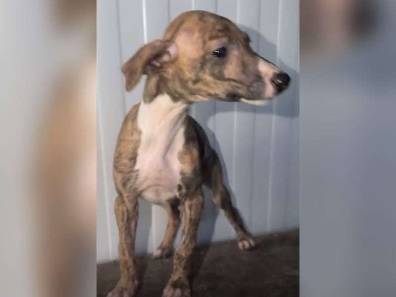 Pearl, gestromte Zuckerschnute sucht Zuhause