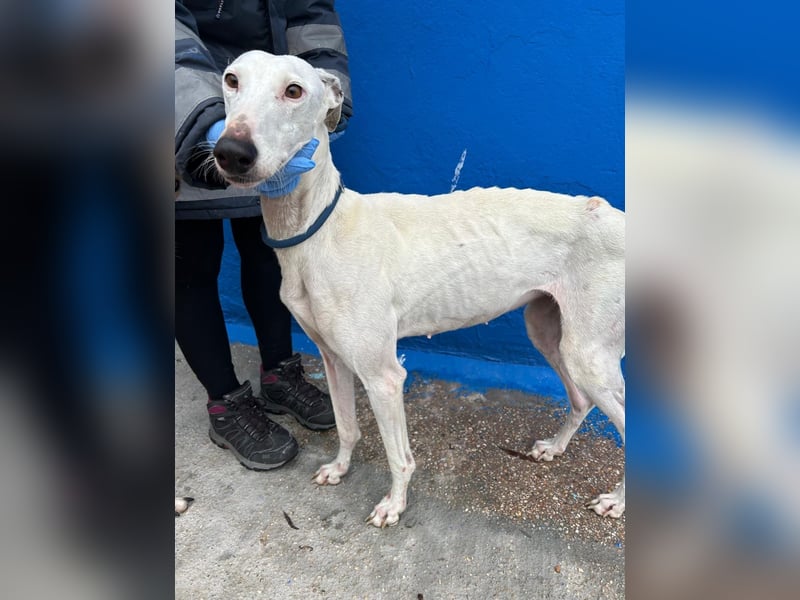 Cereza, Eleganz mit verletztem Herzen