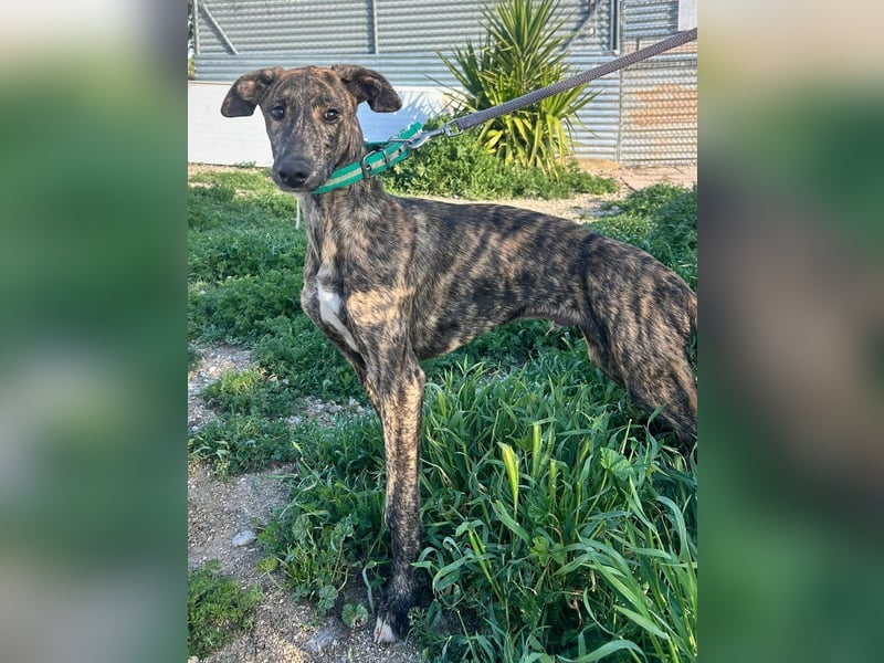 Boli -Junger gestromter Schönling sucht Geborgenheit, Nähe und Abenteuer