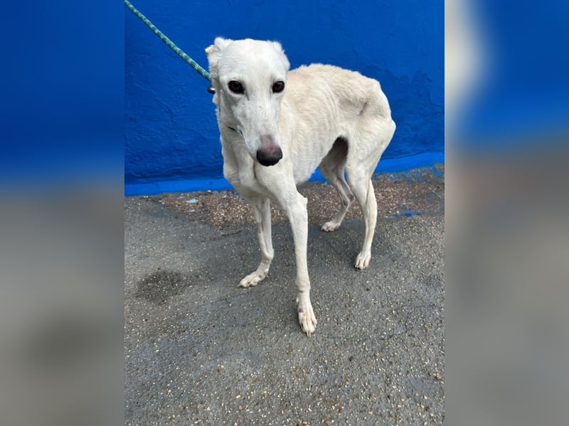 Bella, eine wunderschöne Galgo Prinzessin