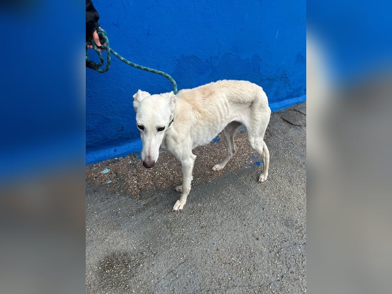 Bella, eine wunderschöne Galgo Prinzessin