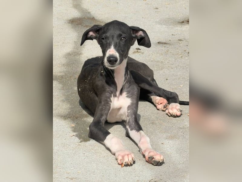 Danny,  eine fröhliche kleine Langnase auf der Suche nach seinem Herzenplatz