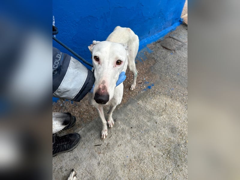 Cereza, Eleganz mit verletztem Herzen