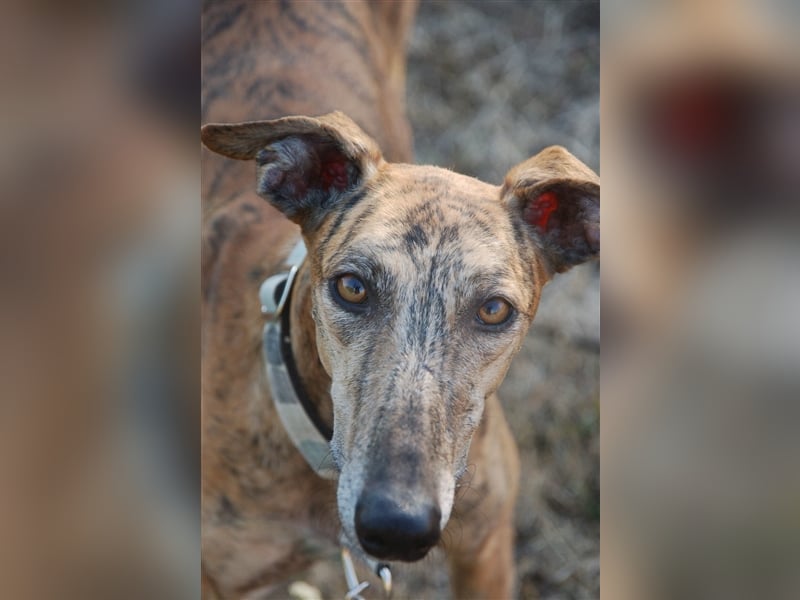 Galgo - lebenslustig und verspielt