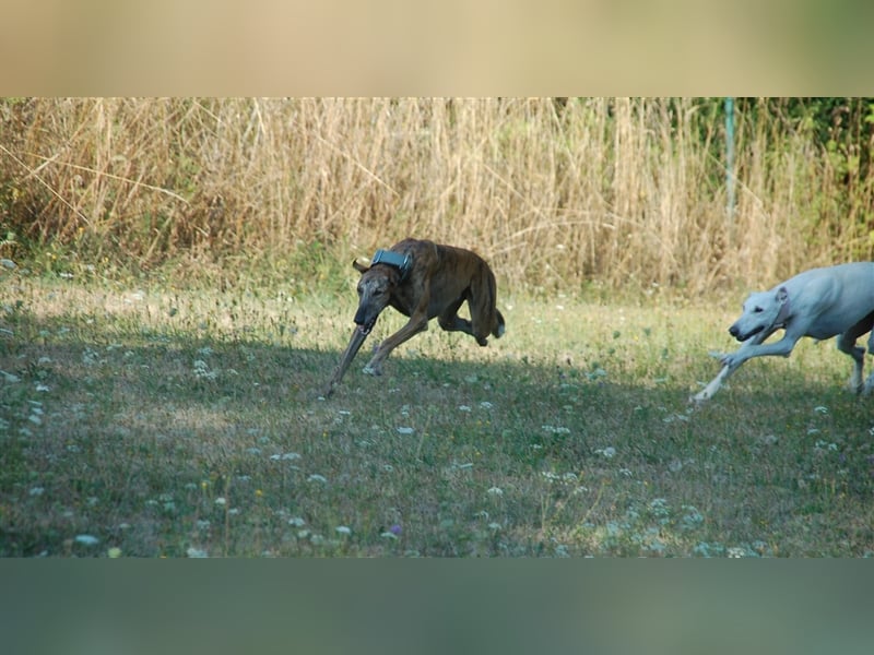Galgo - lebenslustig und verspielt