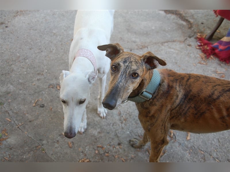 Galgo - lebenslustig und verspielt