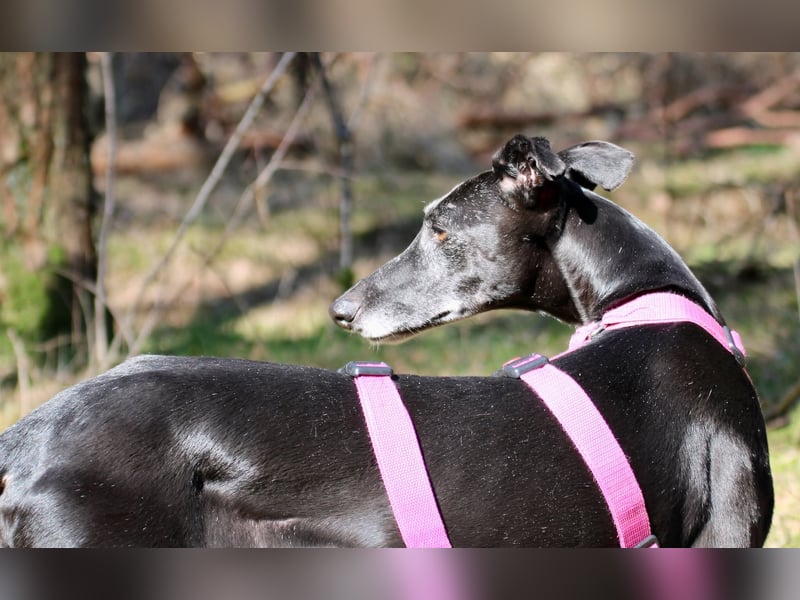 Galga Primavera - liebevoll, menschenbezogen und verschmust