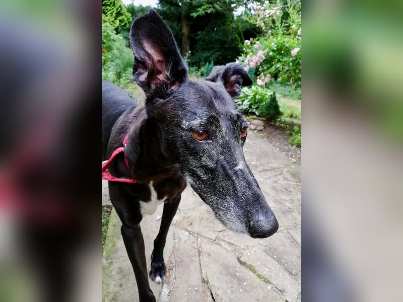 Galga Primavera - liebevoll, menschenbezogen und verschmust