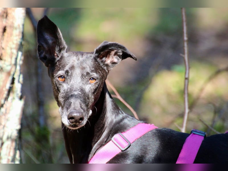 Galga Primavera - liebevoll, menschenbezogen und verschmust