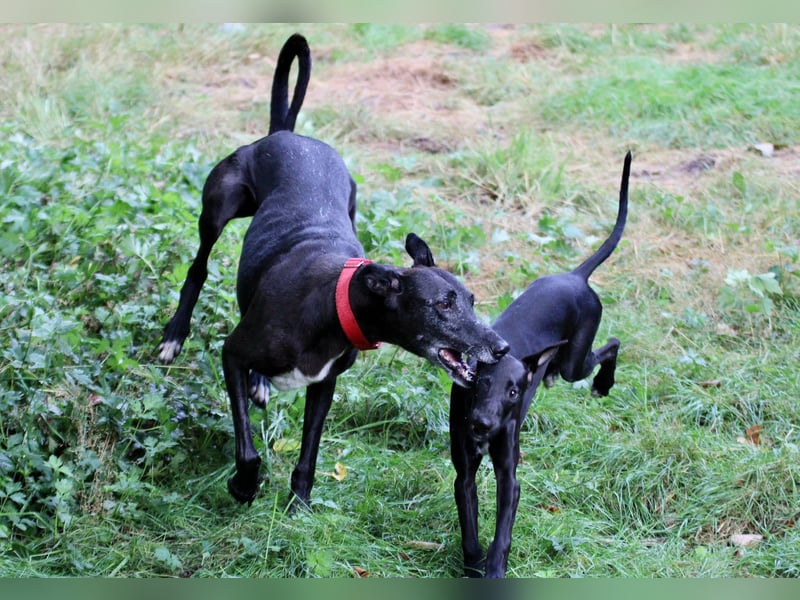 Galga Primavera - liebevoll, menschenbezogen und verschmust