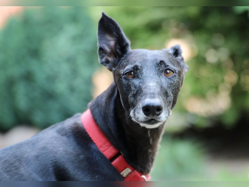 Galga Primavera - liebevoll, menschenbezogen und verschmust