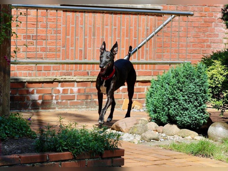 Galga Primavera - liebevoll, menschenbezogen und verschmust