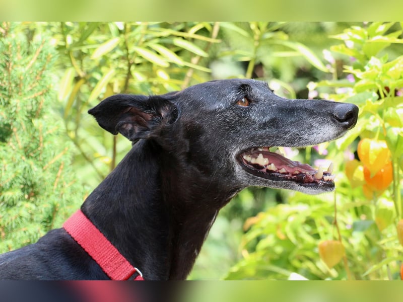 Galga Primavera - liebevoll, menschenbezogen und verschmust