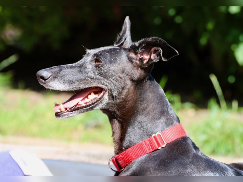 Galga Primavera - liebevoll, menschenbezogen und verschmust