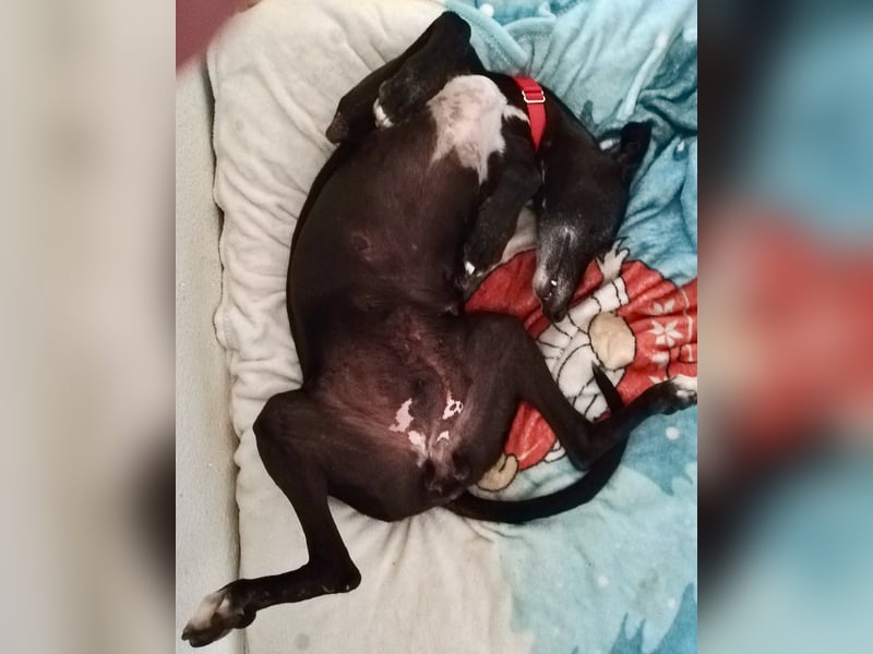 Galga Primavera - liebevoll, menschenbezogen und verschmust