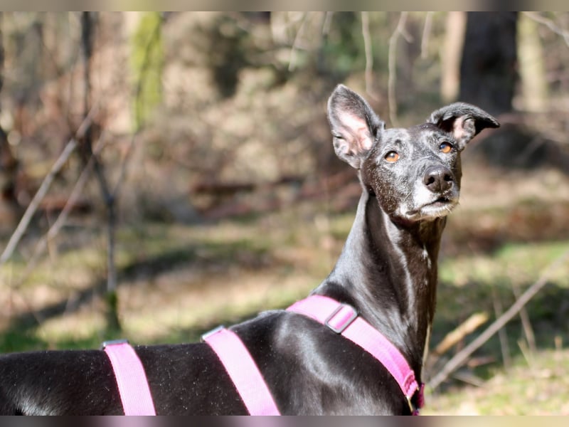 Galga Primavera - liebevoll, menschenbezogen und verschmust