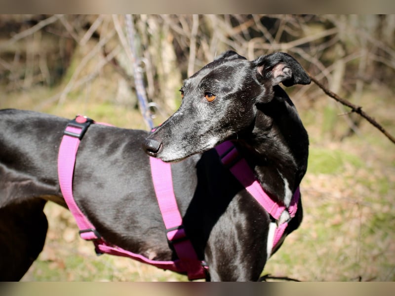 Galga Primavera - liebevoll, menschenbezogen und verschmust